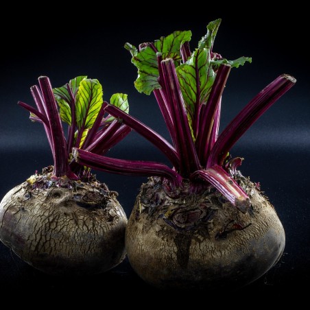 Betterave rouge