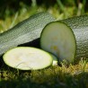 Courgette longue verte