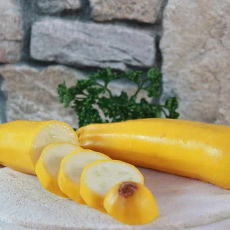 Courgette longue jaune