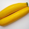 Courgette longue jaune