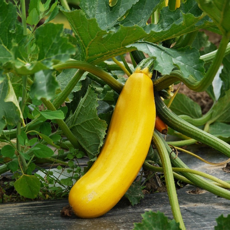 Courgette longue jaune