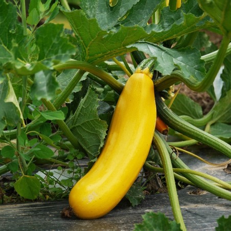Courgette longue jaune