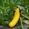 Courgette longue jaune