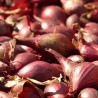 Echalote 