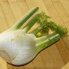 Fenouil
