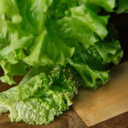 salade batavia verte bio