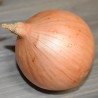 Oignon jaune