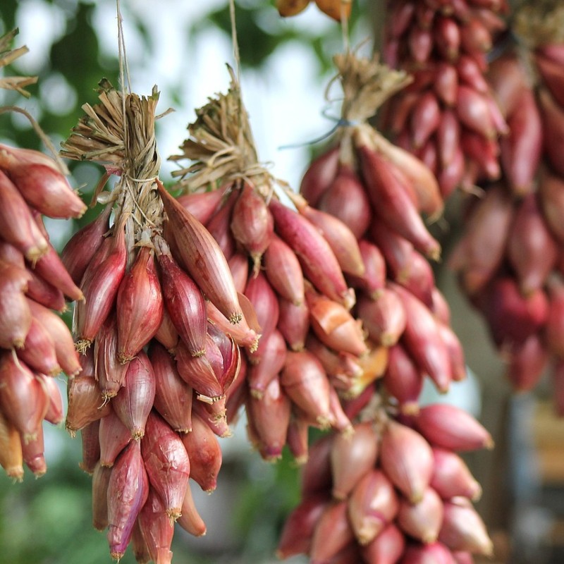 Oignon rouge de Florence