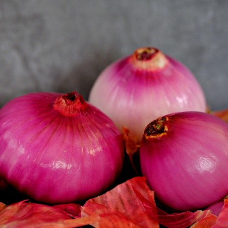 Oignon rouge
