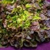 salade batavia verte bio