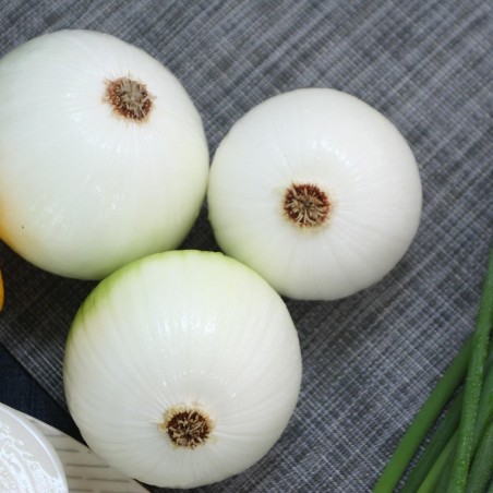 oignon cébette ( blanc )