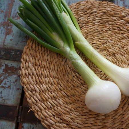 oignon cébette ( blanc )