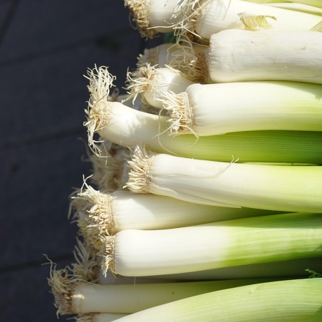 Poireau d'été botte