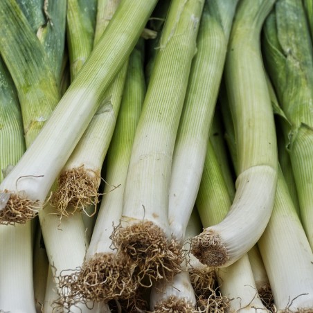 Poireau d'été botte