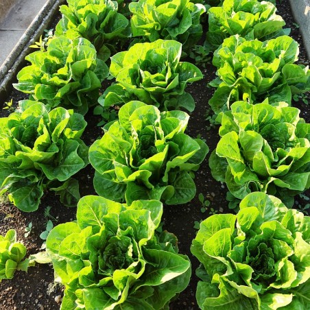 salade batavia verte bio