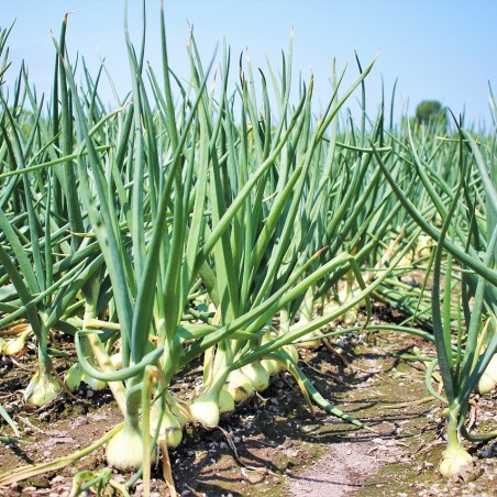 Oignon Doux ( type Lézignan )