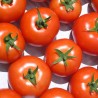 Tomate ronde