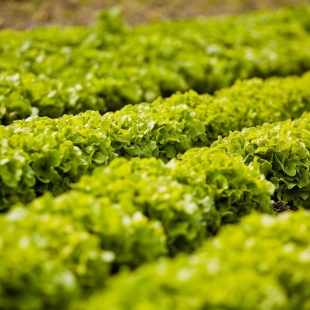 salade batavia verte bio