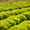 salade batavia verte bio