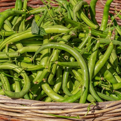 Haricots verts