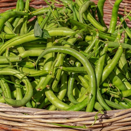 Haricots verts