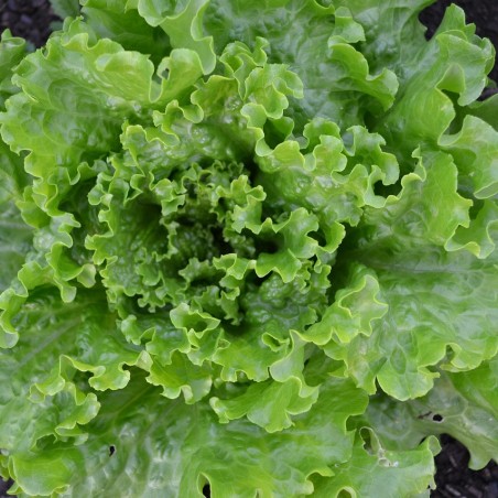 salade batavia verte bio