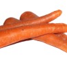 Carotte vrac