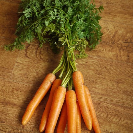 Carotte botte