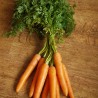 Carotte botte