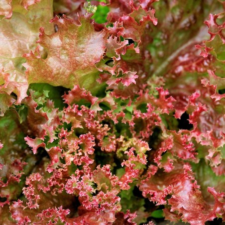 salade batavia verte bio