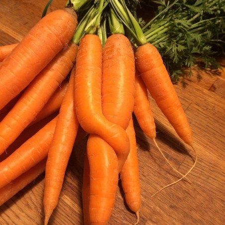 Carotte botte