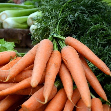 Carotte botte