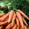 Carotte botte