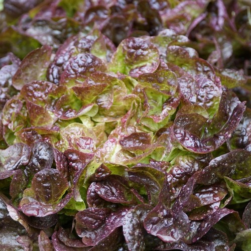 salade batavia verte bio