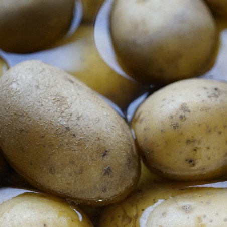 Pomme de terre TWISTER