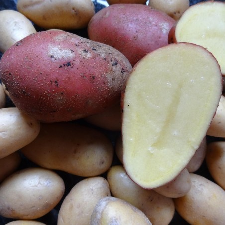 Pomme de terre DALIDA