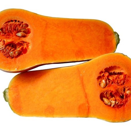 Butternut