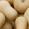 Butternut