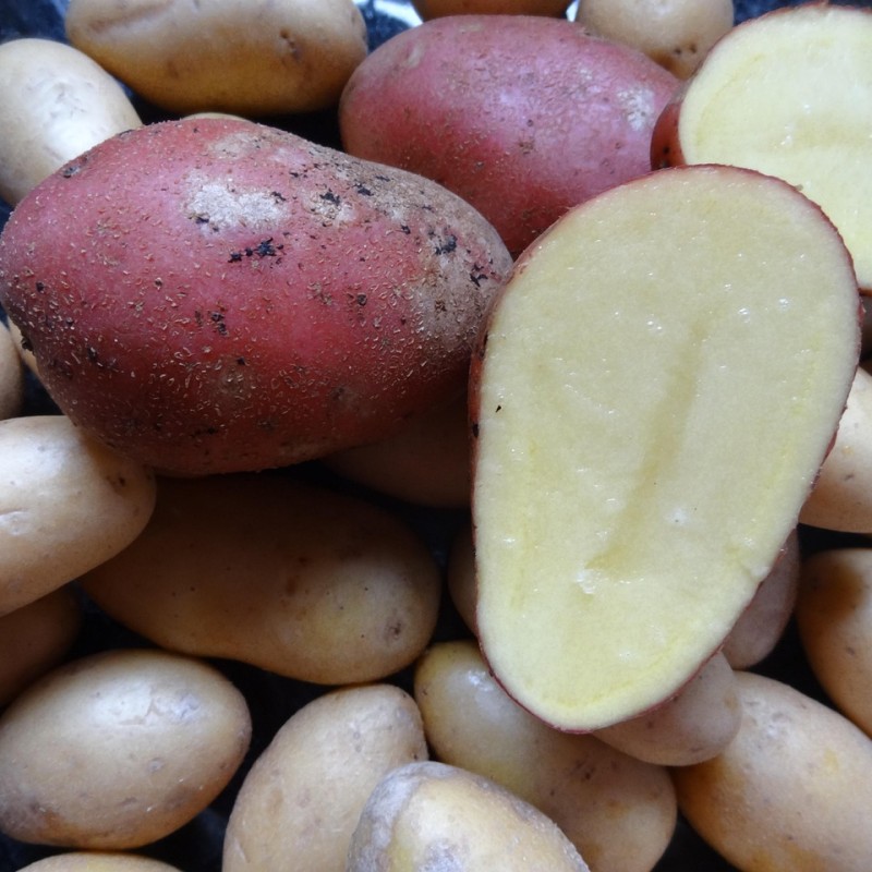 Pomme de terre ALOUETTE