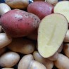 Pomme de terre ALOUETTE