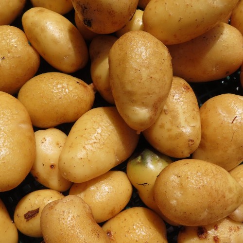 Pomme de terre Grenaille