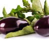 Aubergine violette