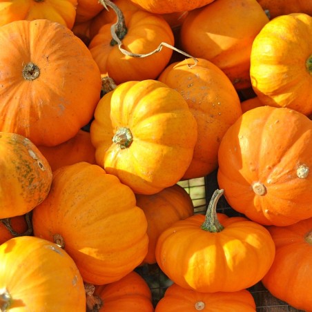 Courge Jack Be Little