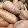 Patate douce