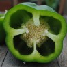 Poivron vert