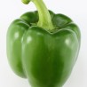 Poivron vert