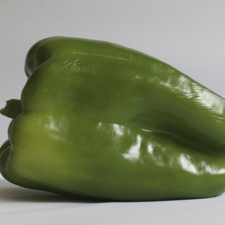 Poivron vert