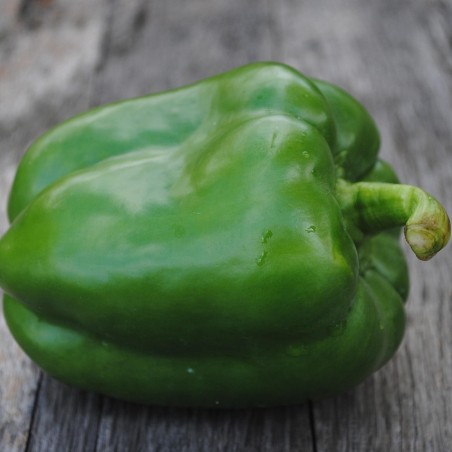 Poivron vert