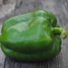 Poivron vert