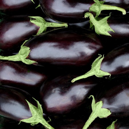 Aubergine violette